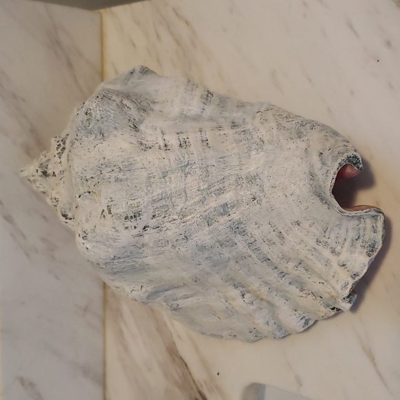 Vintage CONCH Shell - Picture 3 of 9